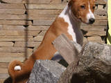 Собаки, щенята Басенджі, ціна 9000 Грн., Фото