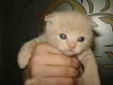Кошки, котята Шотландская вислоухая, цена 650 Грн., Фото