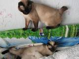 Кішки, кошенята Меконгській бобтейл, ціна 500 Грн., Фото
