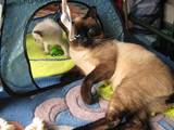 Кошки, котята Меконгский бобтейл, цена 500 Грн., Фото