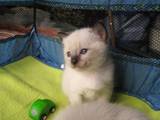 Кошки, котята Меконгский бобтейл, цена 500 Грн., Фото