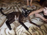 Кошки, котята Девон-рекс, цена 200 Грн., Фото
