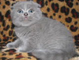 Кошки, котята Шотландская вислоухая, цена 1200 Грн., Фото