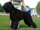 Собаки, щенки Черный терьер, цена 3500 Грн., Фото