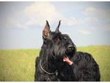 Собаки, щенята Різеншнауцер, ціна 3500 Грн., Фото