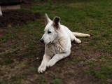 Собаки, щенки Белая Швейцарская овчарка, цена 2000 Грн., Фото