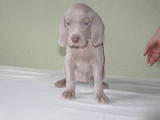 Собаки, щенки Веймарская легавая, цена 6500 Грн., Фото