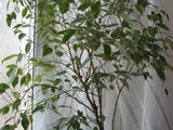 Домашние растения Фикусы, цена 450 Грн., Фото