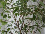 Домашні рослини Фікуси, ціна 450 Грн., Фото