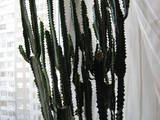 Домашні рослини Кактуси, ціна 450 Грн., Фото