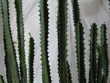 Домашні рослини Кактуси, ціна 450 Грн., Фото
