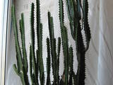 Домашние растения Кактусы, цена 450 Грн., Фото