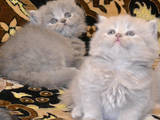 Кішки, кошенята Британська довгошерста, ціна 2000 Грн., Фото