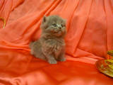 Кішки, кошенята Британська довгошерста, ціна 2000 Грн., Фото