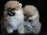 Собаки, щенята Малий шпіц, ціна 6500 Грн., Фото