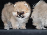 Собаки, щенята Малий шпіц, ціна 6500 Грн., Фото