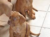 Собаки, щенята Бордоський дог, ціна 3500 Грн., Фото