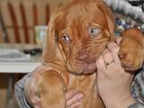 Собаки, щенята Бордоський дог, ціна 3500 Грн., Фото