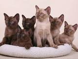 Кішки, кошенята Бурма, ціна 3800 Грн., Фото