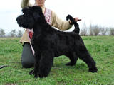 Собаки, щенята Чорний тер'єр, ціна 3000 Грн., Фото