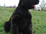 Собаки, щенки Черный терьер, цена 3000 Грн., Фото