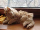 Кошки, котята Курильский бобтейл, цена 1800 Грн., Фото