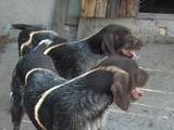 Собаки, щенята Невідома порода, ціна 1500 Грн., Фото