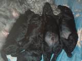 Собаки, щенята Карликовий пудель, ціна 900 Грн., Фото