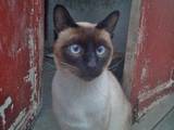 Кошки, котята Сиамская, цена 125 Грн., Фото