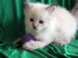 Кошки, котята Невская маскарадная, цена 3500 Грн., Фото