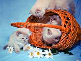Кішки, кошенята Невськая маскарадна, ціна 3500 Грн., Фото