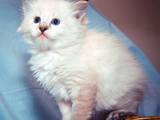Кішки, кошенята Невськая маскарадна, ціна 3500 Грн., Фото