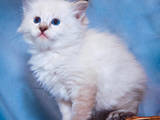 Кішки, кошенята Різне, ціна 3500 Грн., Фото