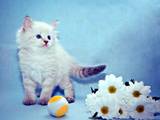 Кошки, котята Разное, цена 3500 Грн., Фото