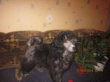 Собаки, щенята Карликовий пудель, ціна 1000 Грн., Фото