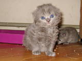 Кішки, кошенята Highland Fold, ціна 1200 Грн., Фото