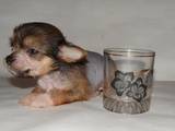 Собаки, щенки Китайская хохлатая собака, цена 1200 Грн., Фото