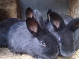Грызуны Кролики, цена 50 Грн., Фото
