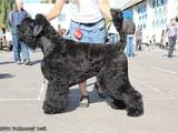 Собаки, щенята Чорний тер'єр, ціна 8500 Грн., Фото