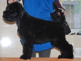 Собаки, щенки Черный терьер, цена 8500 Грн., Фото