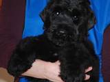 Собаки, щенята Чорний тер'єр, ціна 8500 Грн., Фото