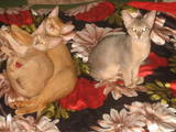 Кошки, котята Абиссинская, цена 5200 Грн., Фото
