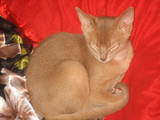 Кошки, котята Абиссинская, цена 5200 Грн., Фото