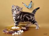 Кошки, котята Американская короткошерстная, цена 8000 Грн., Фото