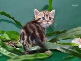 Кішки, кошенята Американська короткошерста, ціна 8000 Грн., Фото