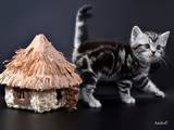 Кішки, кошенята Американська короткошерста, ціна 8000 Грн., Фото