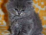 Кішки, кошенята Highland Fold, ціна 1500 Грн., Фото