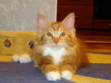 Кошки, котята Курильский бобтейл, цена 4500 Грн., Фото