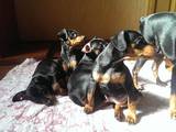 Собаки, щенки Карликовый пинчер, цена 2000 Грн., Фото
