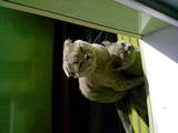 Кошки, котята Сейшельская короткошерстная, цена 400 Грн., Фото